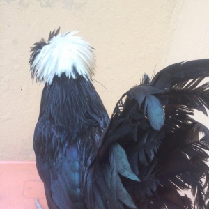 Ağ papaq ( rahibe toyuq) Butun peyvend ve  dermani olunub, Fere iled