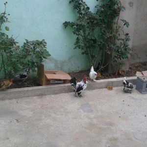 salam. 1xoriz 10toyuq. 11denesin 10un hesabliram. 1i paydi. 150m. 2si