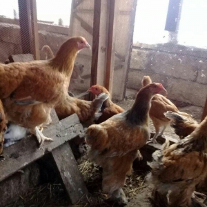 brama cuceleri satilir esl qan ve tam saglam butun vaksinleri vurulub