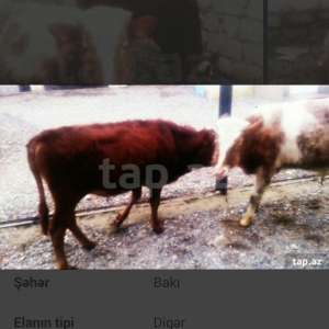 satıram erkek danalar volqoqradan gelıb bırı qabasdı bırı buynuzlu sax