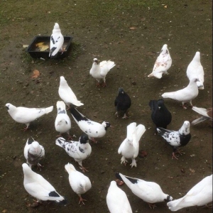 Son qiymetdi 29quwdu quwdara soz yoxdu elesi var t