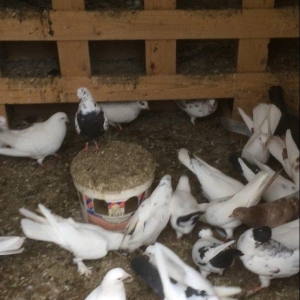 Son qiymetdi 29quwdu quwdara soz yoxdu elesi var tek 100manata alinib