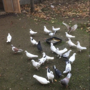 Son qiymetdi 29quwdu quwdara soz yoxdu elesi var tek 100manata alinib