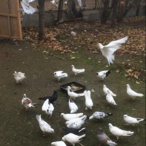 Son qiymetdi 29quwdu quwdara soz yoxdu elesi var tek 100manata alinib