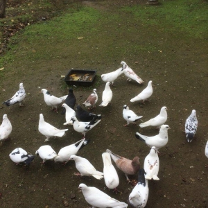 Son qiymetdi 29quwdu quwdara soz yoxdu elesi var tek 100manata alinib