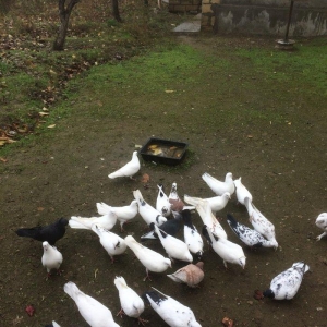 Son qiymetdi 29quwdu quwdara soz yoxdu elesi var tek 100manata alinib