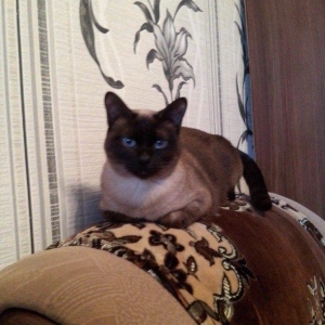 1anası 2balası erkək dişi.200.m evde başqa pişik olduğu üçün satıram.y