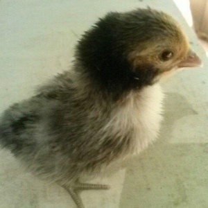 8 eded yaponka ve 4 eded qizili sibrayt cucesi satilir.3gunluk,hamisi