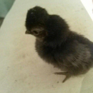 8 eded yaponka ve 4 eded qizili sibrayt cucesi satilir.3gunluk,hamisi