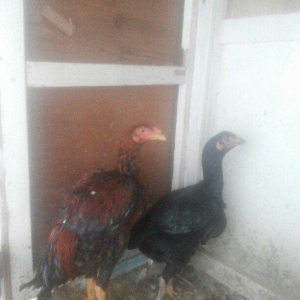 heyrati temiz cins fere ve xoruz xoruzu 5 ayliqdi 