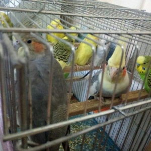 Tutuquwlari satilir hec bir problemleri yoxdu 13 e