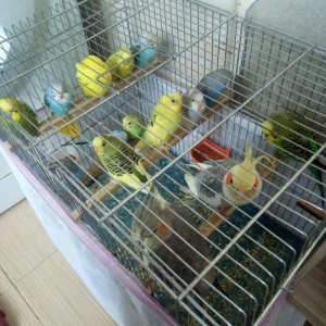 Tutuquwlari satilir hec bir problemleri yoxdu 13 edet valnisli 2 koril