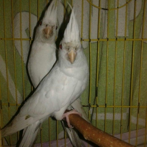 5 aylig cut albinos karella satiram.tam saglam ve aktiv quwlardi.cutu