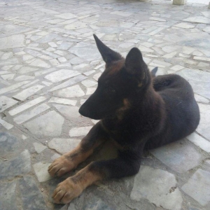 2 aylıq ovçarka evropa satılır. tək baladi.  qurd dərmanı verilib iynə