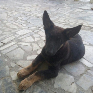 2 aylıq ovçarka evropa satılır. tək baladi.  qurd dərmanı verilib iynə