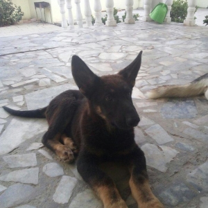 2 aylıq ovçarka evropa satılır. tək baladi.  qurd dərmanı verilib iynə