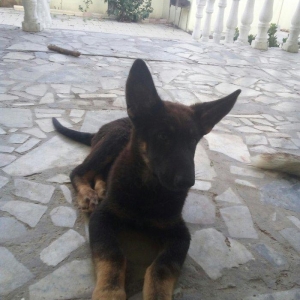 2 aylıq ovçarka evropa satılır. tək baladi.  qurd dərmanı verilib iynə