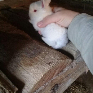 kiçik dovşan balaları satılır. Sağlam və təmizdilər. Dovşan balaları ç