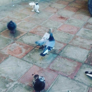 goy badam lelek erkekdi barter olunur mayayla erkek coxlugundan barter