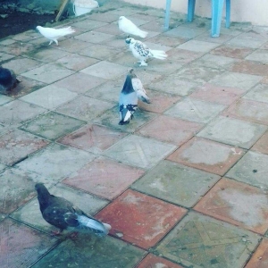 goy badam lelek erkekdi barter olunur mayayla erkek coxlugundan barter