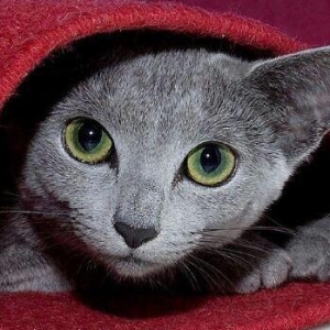 russkiy qoluboy erkek. uc ayliq. qurd dermani ve p