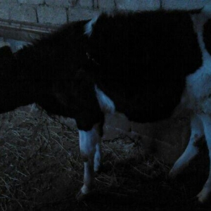 5 ayliq bogazdi altida diwi balasi axwam sabah 12 letr sud sagilir