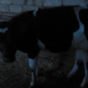 5 ayliq bogazdi altida diwi balasi axwam sabah 12 letr sud sagilir