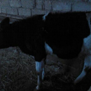 5 ayliq bogazdi altida diwi balasi axwam sabah 12 letr sud sagilir