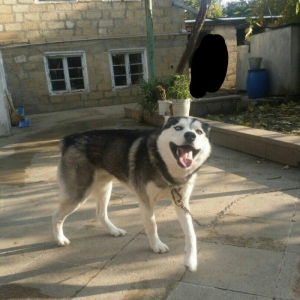 husky satilir 1yas 3 ayliqdi temiz qandi tam sagla
