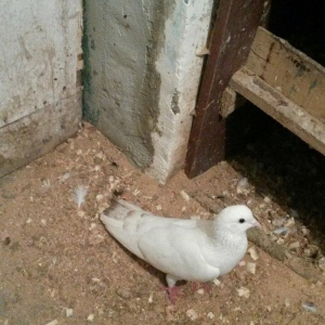 Qirmizi mize ciriq quyruq erkek.5-6 saat ucan quwdu.tam saglamdi