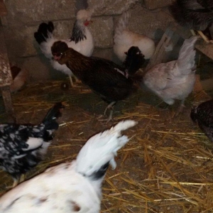 kəkilli toyuqlar və 1 ədəd xoruzu hazır damazlığ heyvanlardı yumurtlay