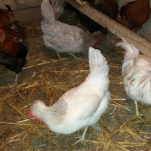 kəkilli toyuqlar və 1 ədəd xoruzu hazır damazlığ heyvanlardı yumurtlay