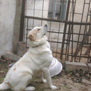 Cute vurmax temiz qan alabay axtariram. Itin 2 yawi var. Elave