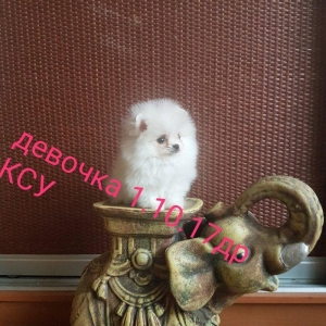 Породные детки померанского шпица 1.10.17др, щенки имею документы