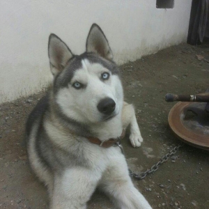 Satilir 8 ayliqdi erkeydi tecili satilir deye razi