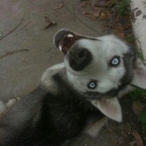 Satilir 8 ayliqdi erkeydi tecili satilir deye razilawma yolu ile yazmi