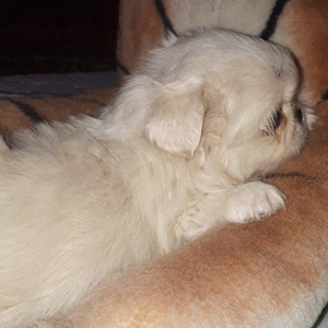 Salam.pekines balalari satiram.oz itimin balalaridi 40 gunluyduler