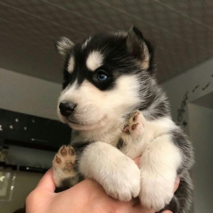 Husky korpeleri satilir!
Qara qiz,Boz reng oglan.
