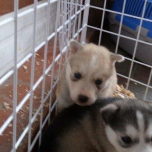 temiz naturalni gozleri goy xaski balasi satilir t