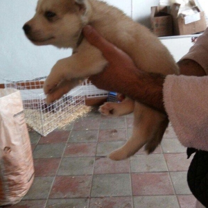 temiz naturalni gozleri goy xaski balasi satilir tam saglam baladir is