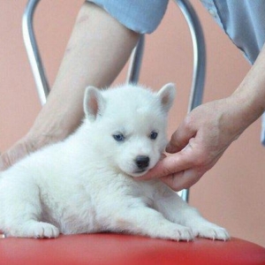 temiz naturalni gozleri goy xaski balasi satilir tam saglam baladir is