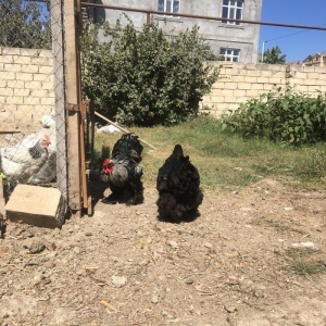 Çox iri heyvanlardı tam sağlamdılar.