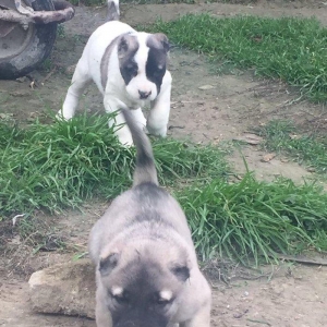 Ağ saray malaqlısı 40 günlüktü hamsı qancıxtı