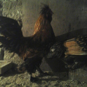 Pavlovski 1 illikdir tam saglamdir rusyadan gelmedir cutu 160 manatdir