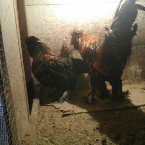 Pavlovski 1 illikdir tam saglamdir rusyadan gelmedir cutu 160 manatdir