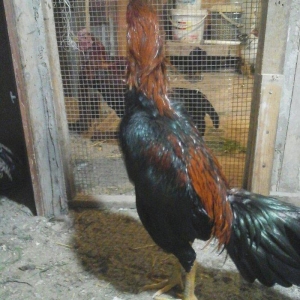 Heyratı xoruzu temiz turk sortu 1 illikdir tam saglamdir.