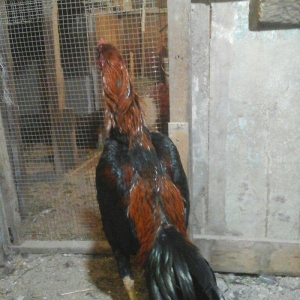 Heyratı xoruzu temiz turk sortu 1 illikdir tam saglamdir.