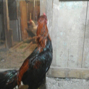 Heyratı xoruzu temiz turk sortu 1 illikdir tam saglamdir.