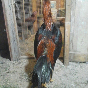 Heyratı xoruzu temiz turk sortu 1 illikdir tam saglamdir.