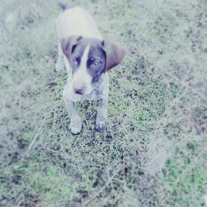 Salam tula satiram sortu kuçkar dişidi 3 ayliqdi butun iyne dermanlari